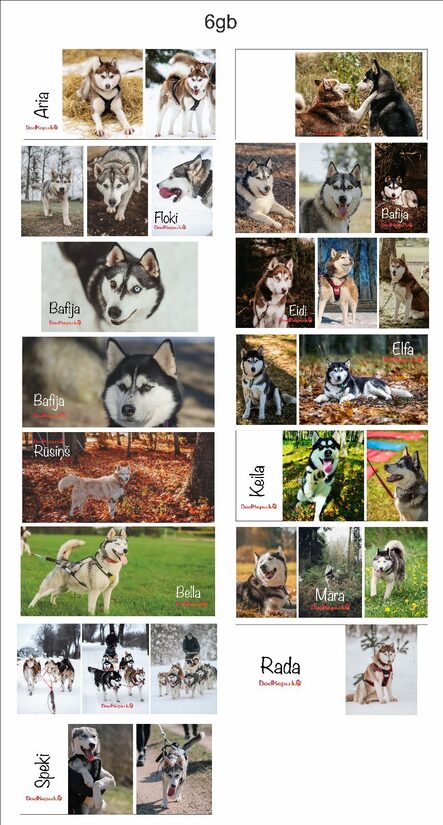 KERAMISKA HASKIJU KRŪZE